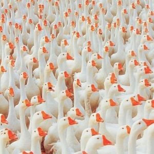 Meet your Posher, Claire